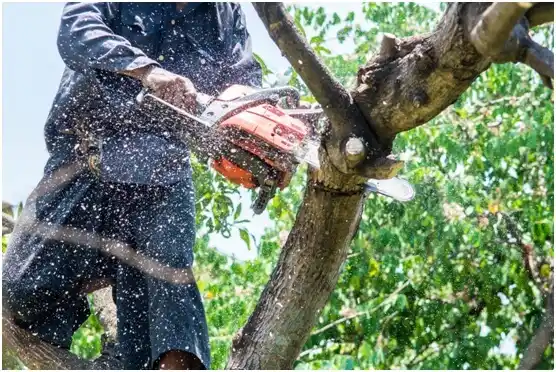 tree services Fruit Heights